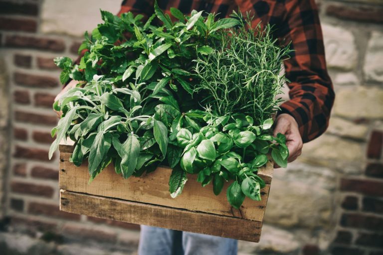 Sustainable Practices for Urban Herb Gardens