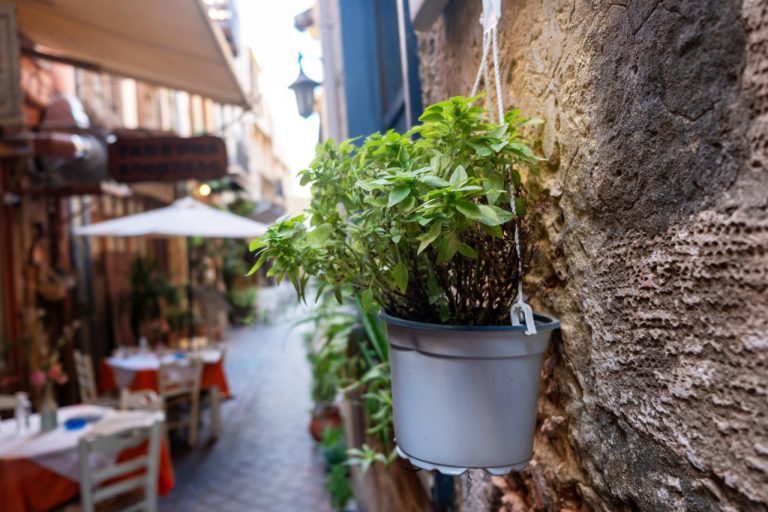 DIY Urban Herb Projects